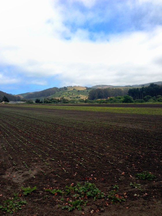 farm